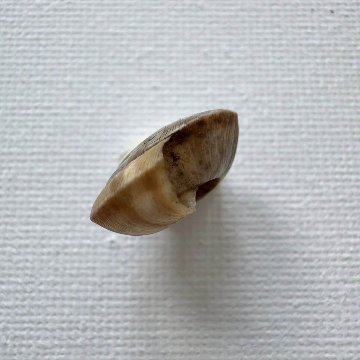  Laeocathaica pewzowi 