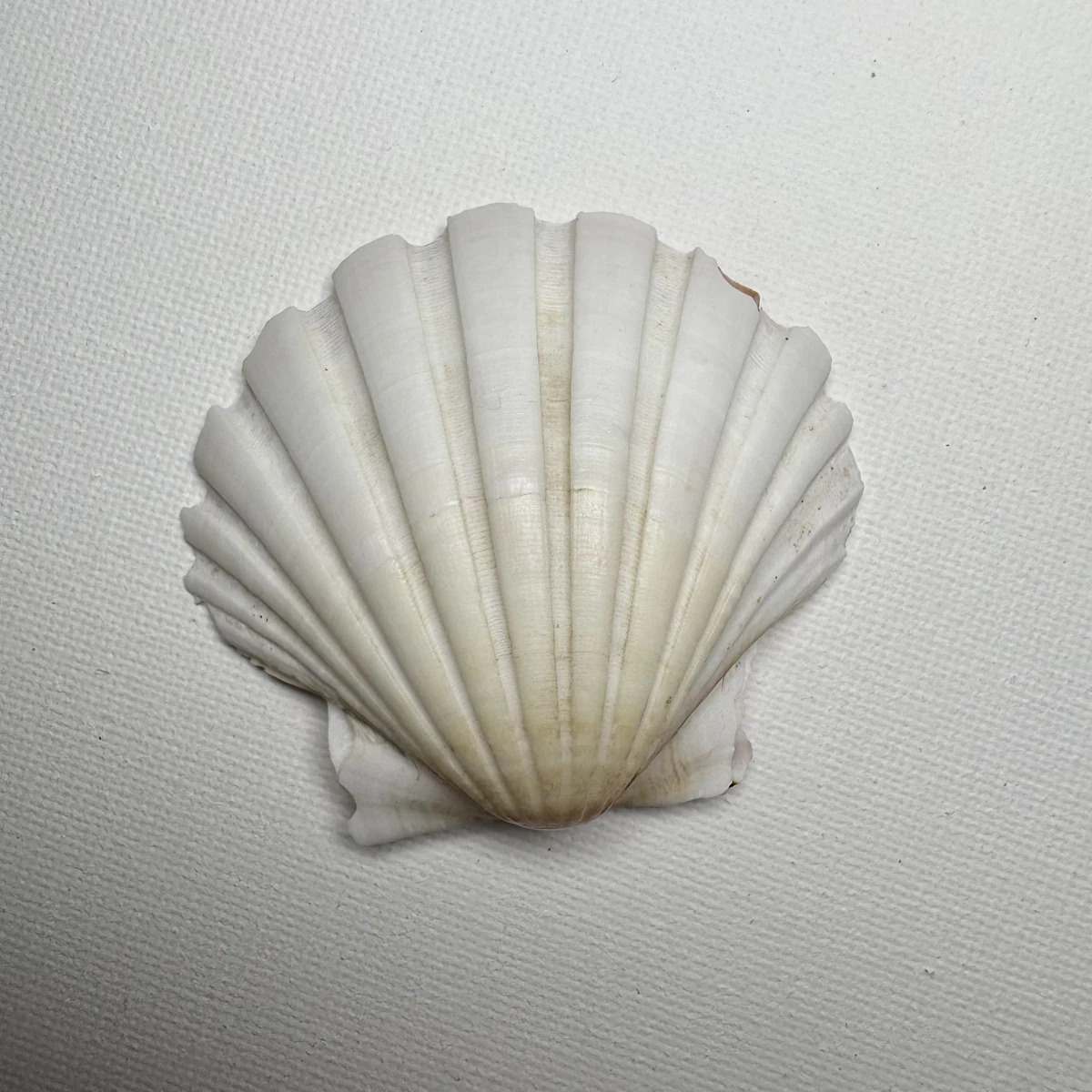 Pecten albicans