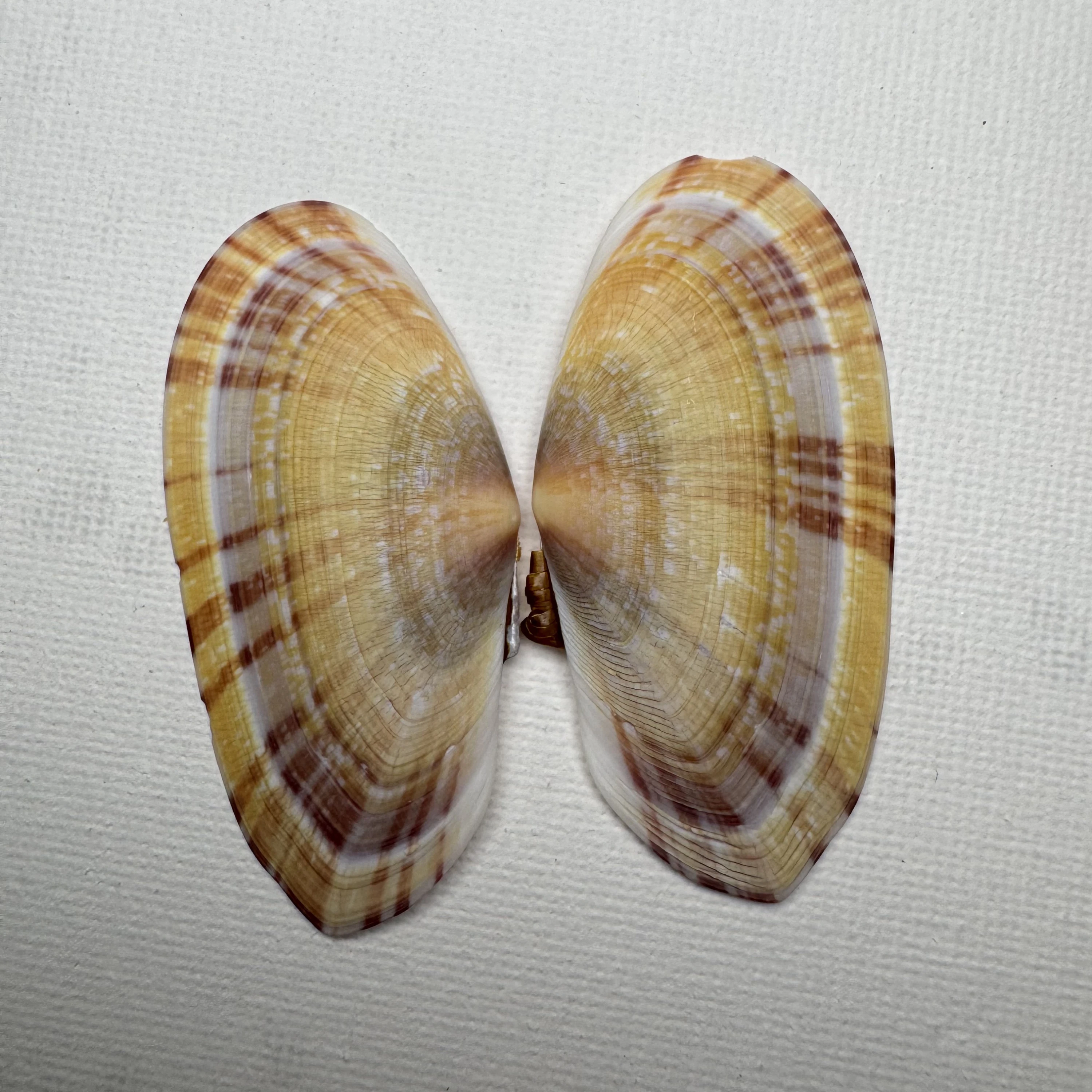 Psammobia radiata