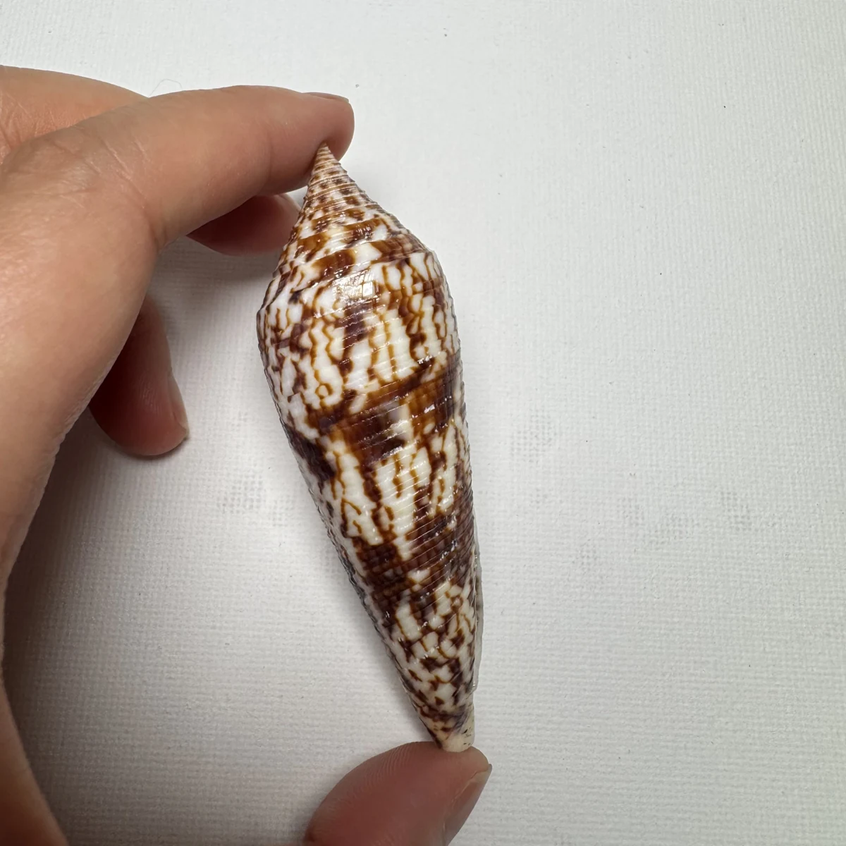 Conus australis