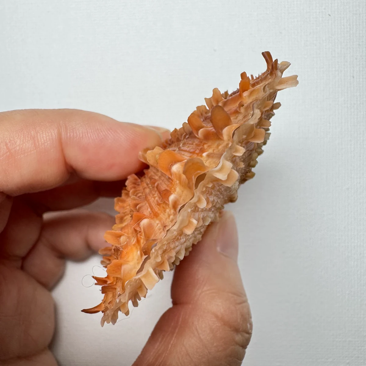 Scaeochlamys farreri