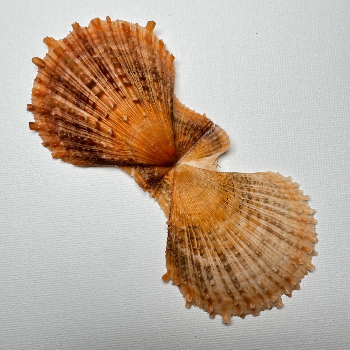 Scaeochlamys farreri