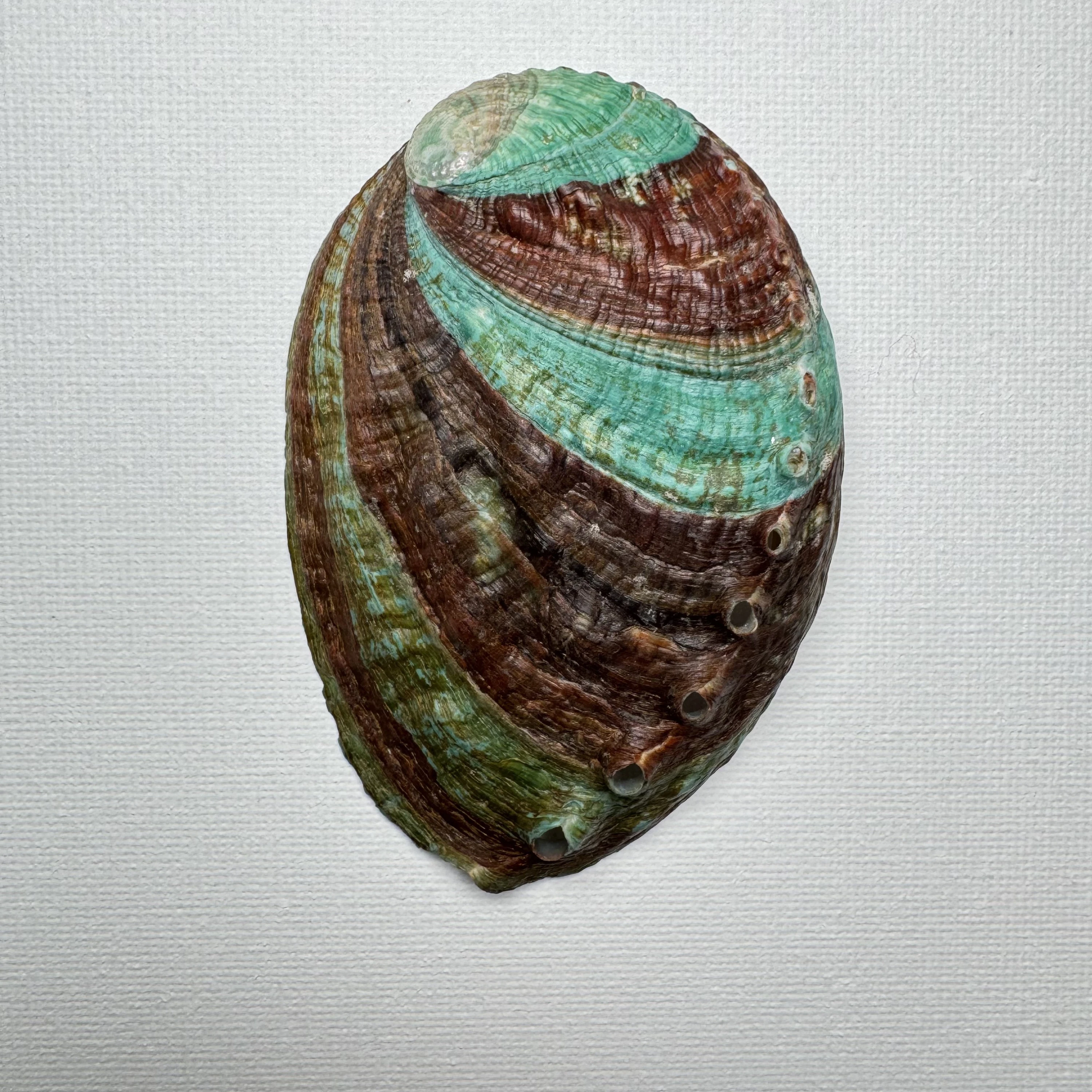 Haliotis discus hannai