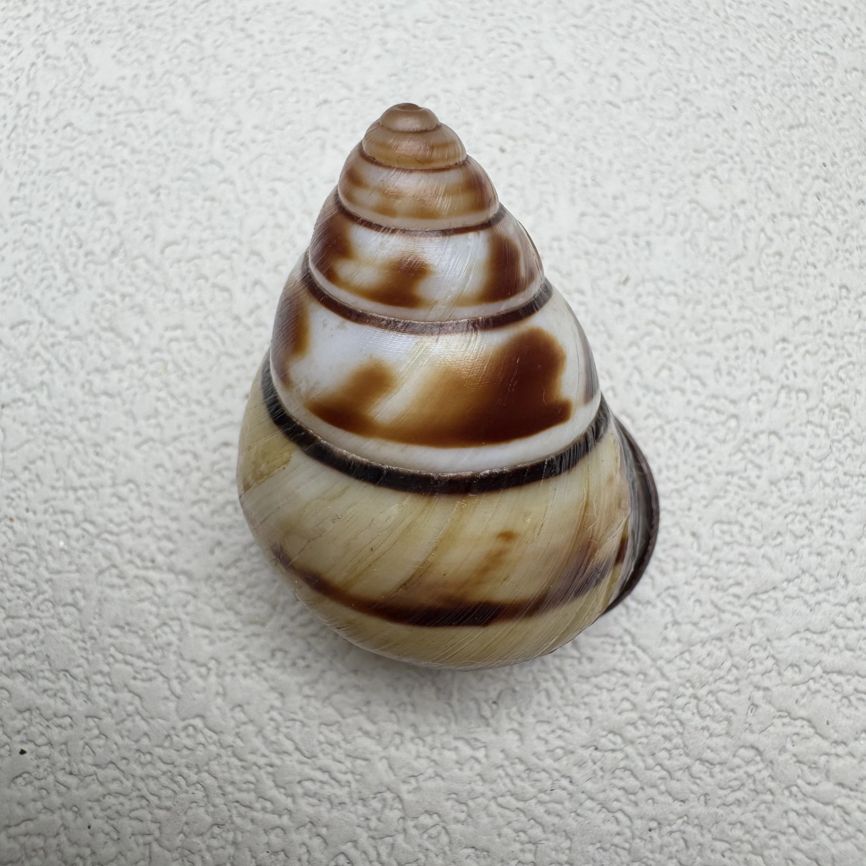 Aegistohadra zhangdanae
