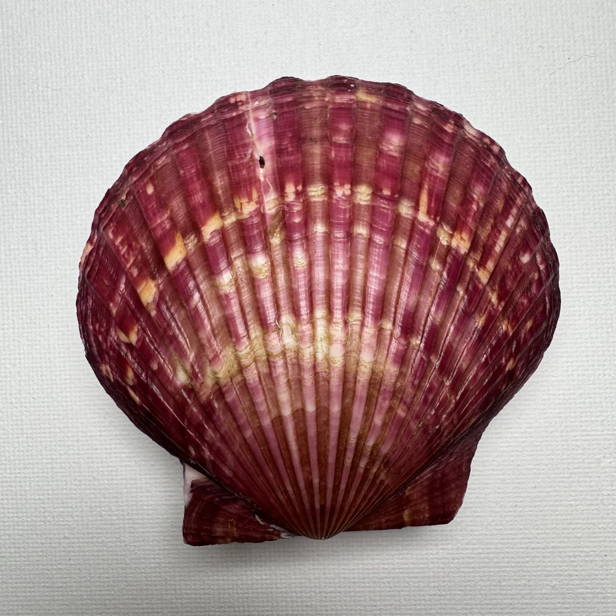 Argopecten irradians