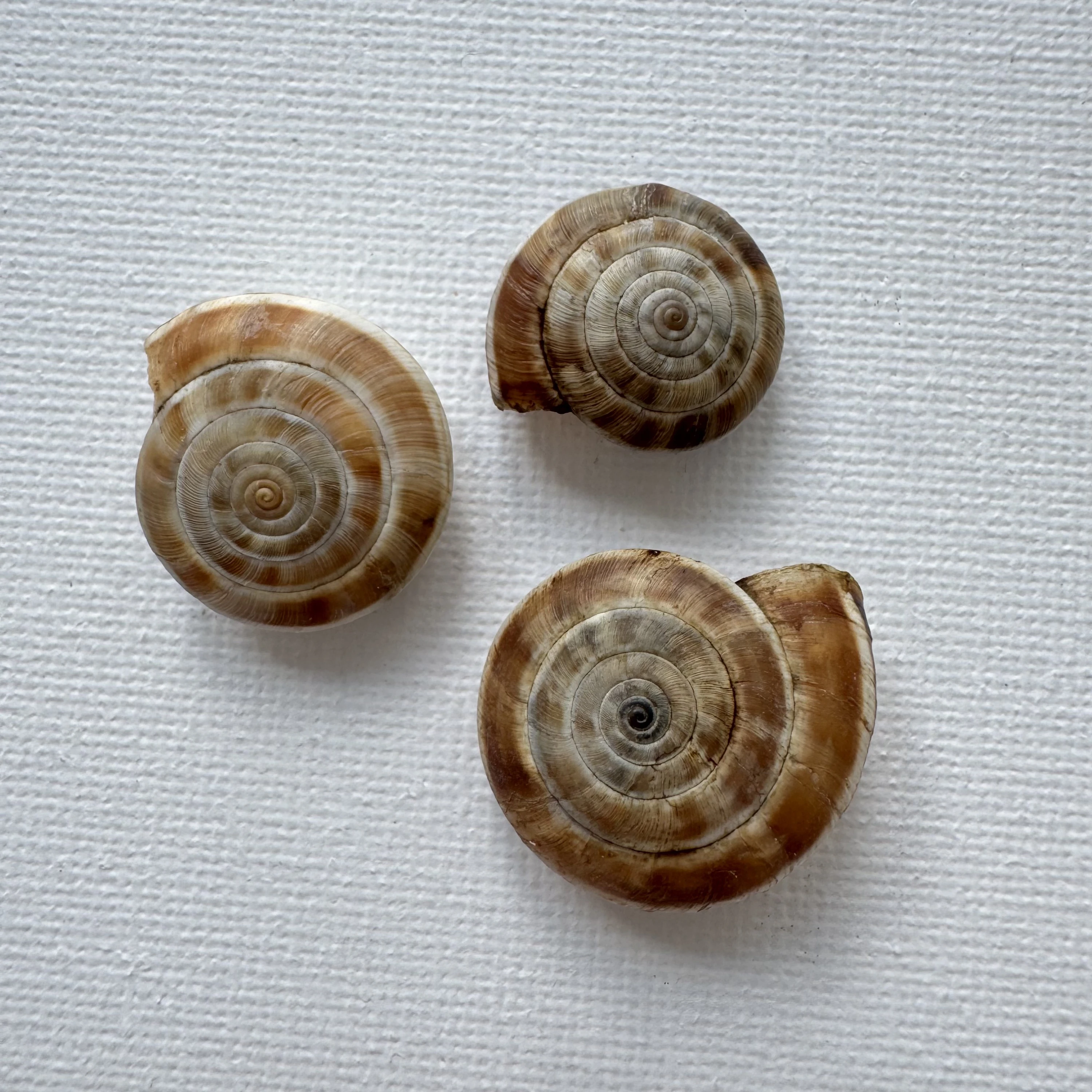 Laeocathaica carinifera