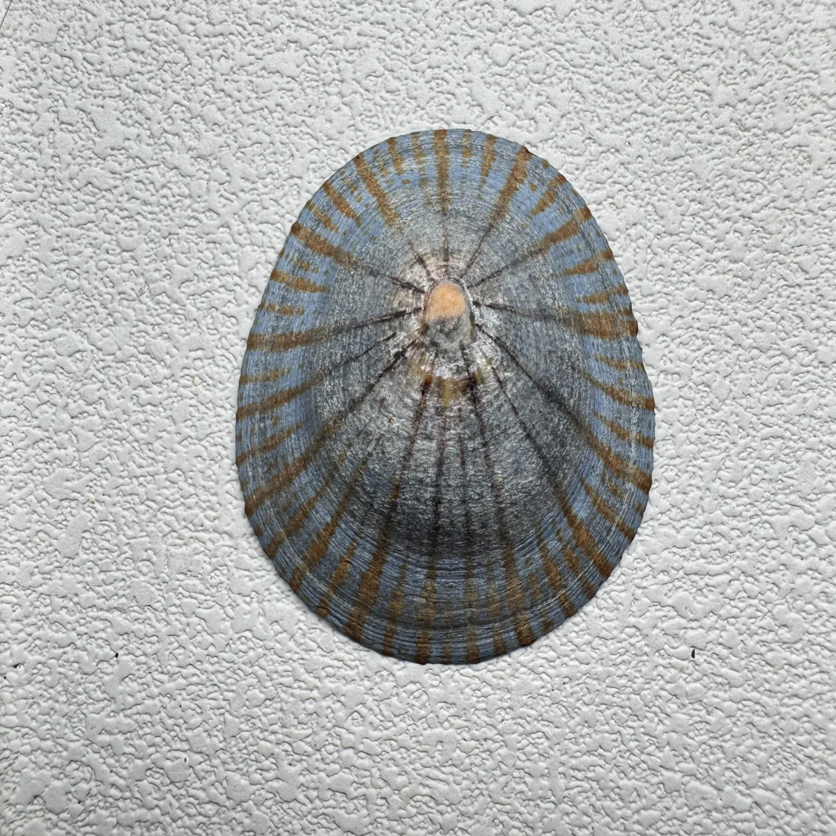 Cellana nigrolineata