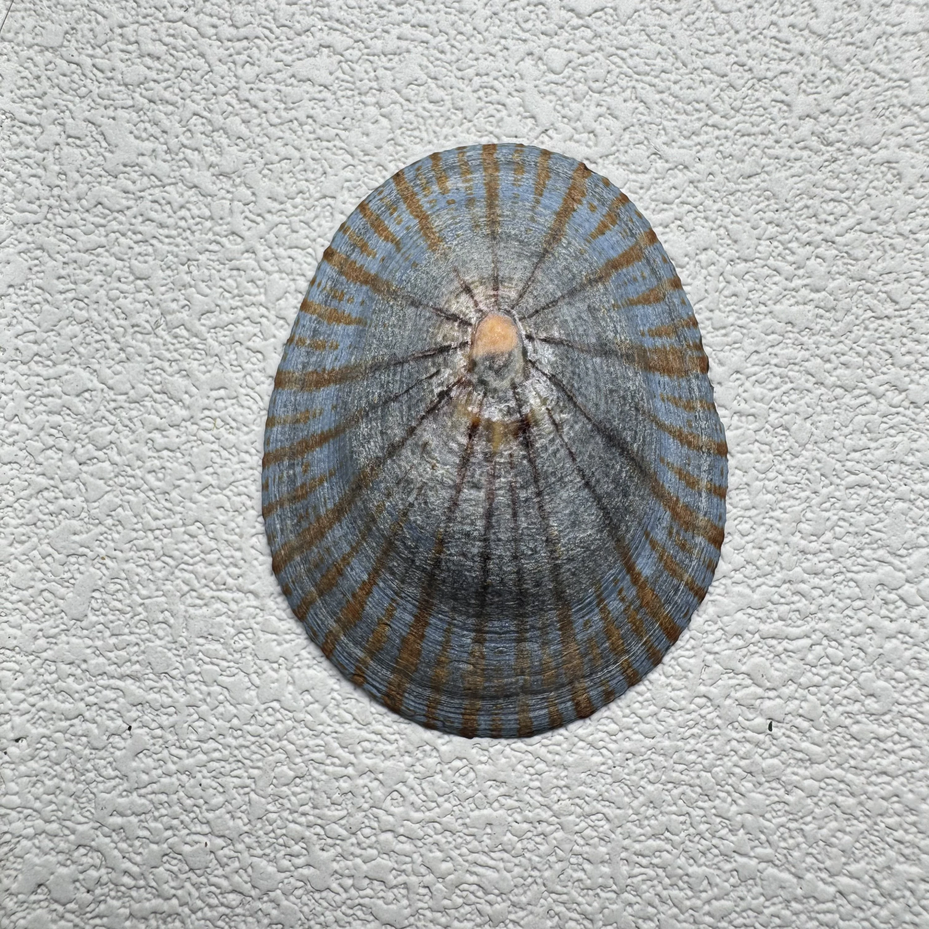 Cellana nigrolineata