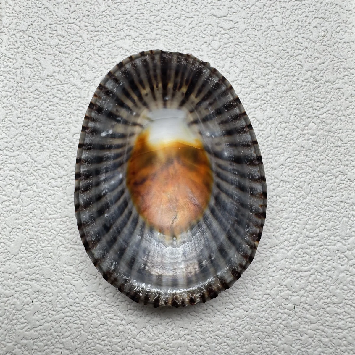 Cellana nigrolineata