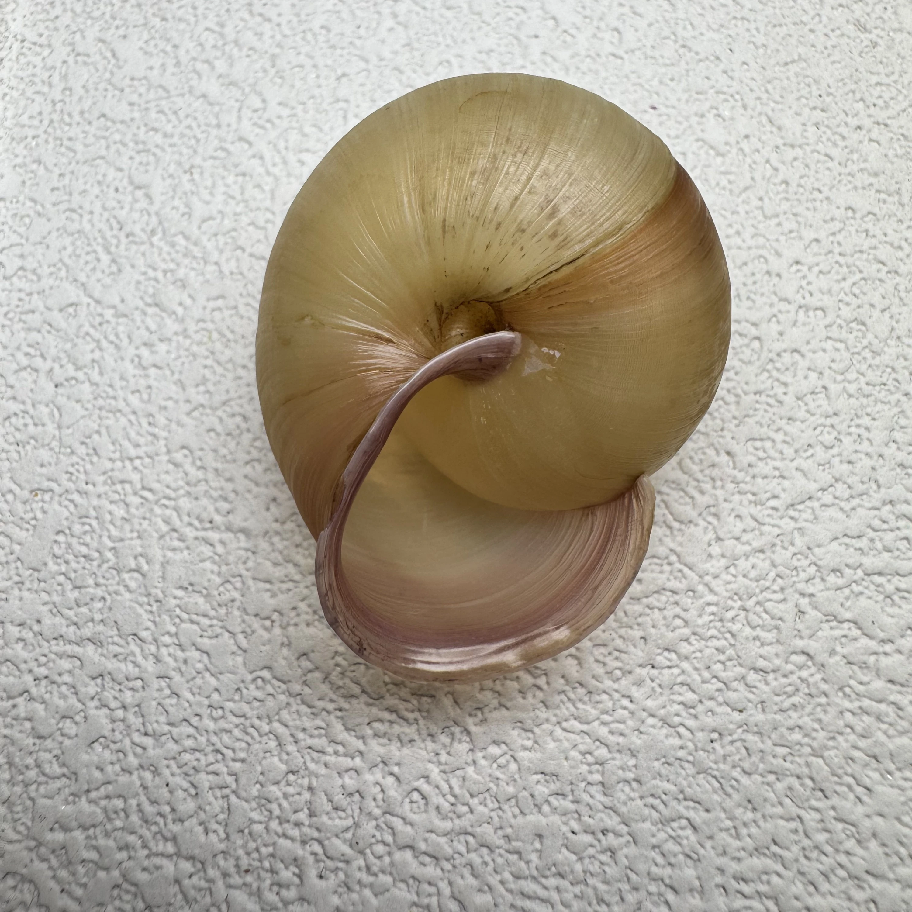 Euhadra amaliae