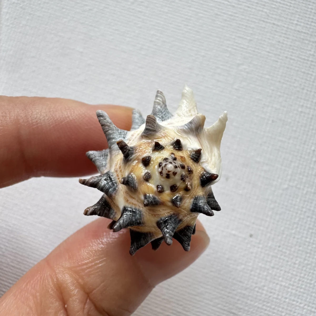 Drupa ricinus