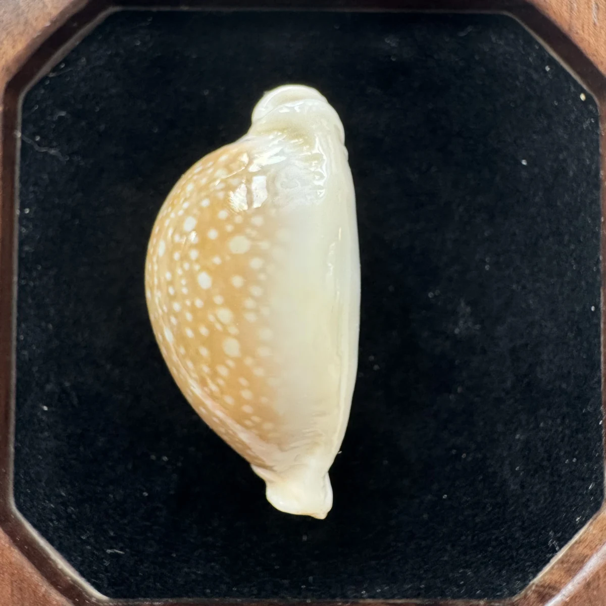 Naria miliaris