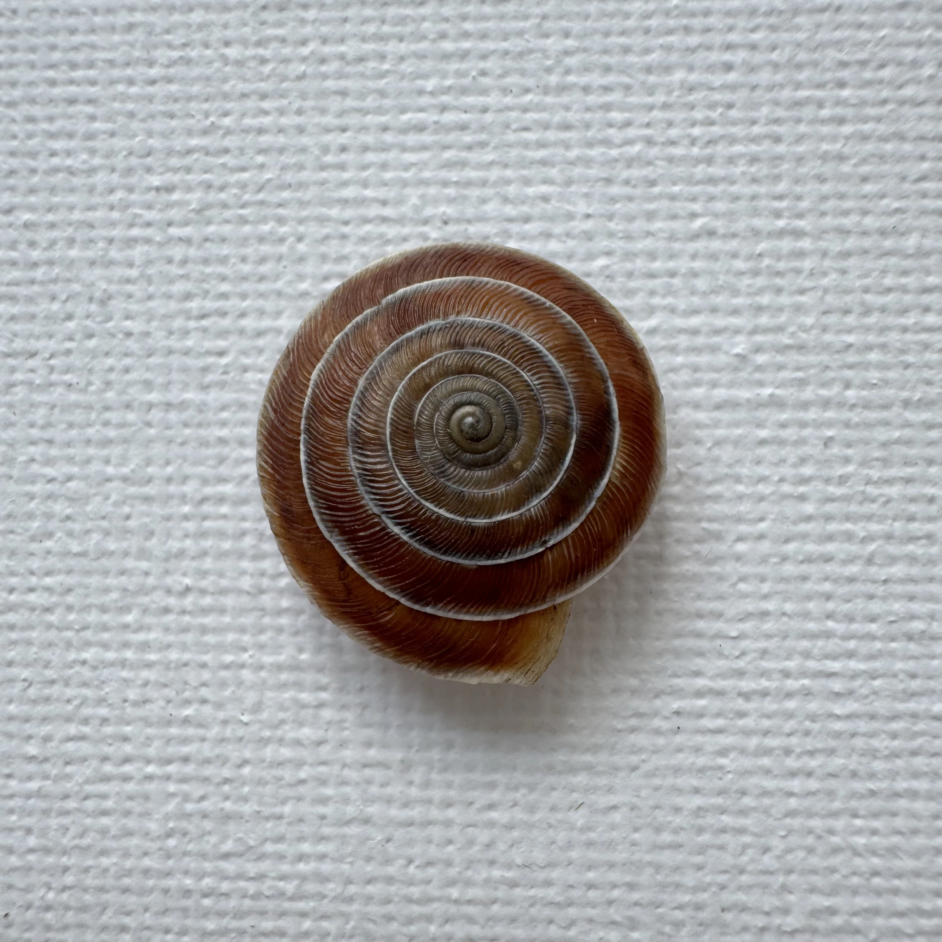 Laeocathaica carinalis