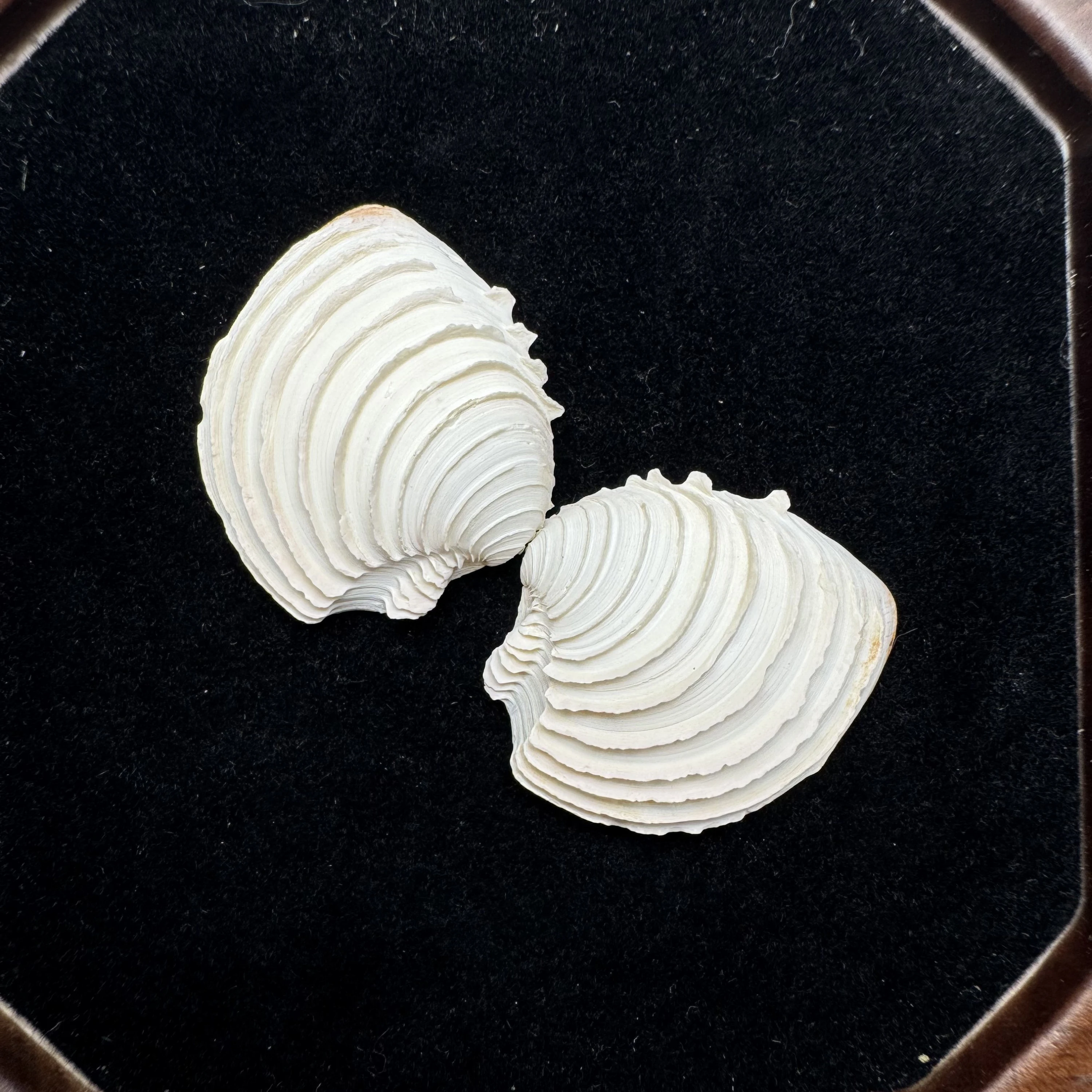 Clausinella isabellina