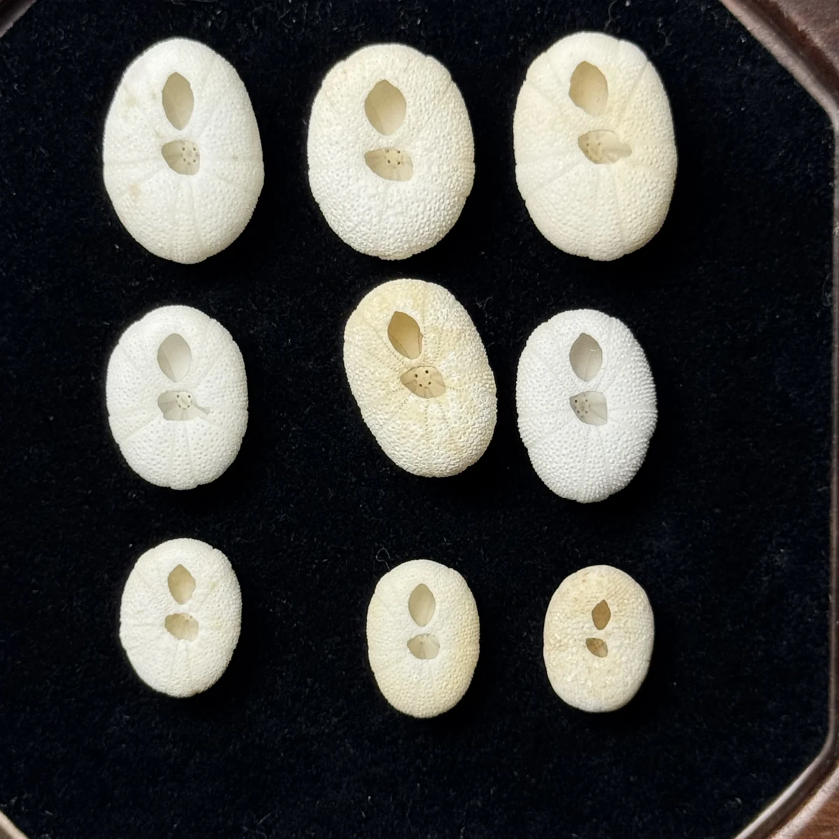 Echinoneus cyclostomus