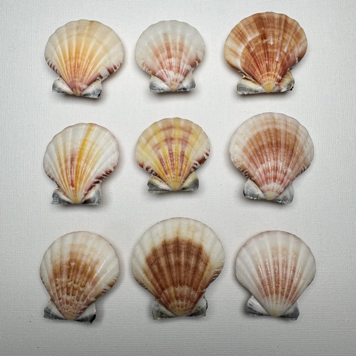Bractechlamys vexillum