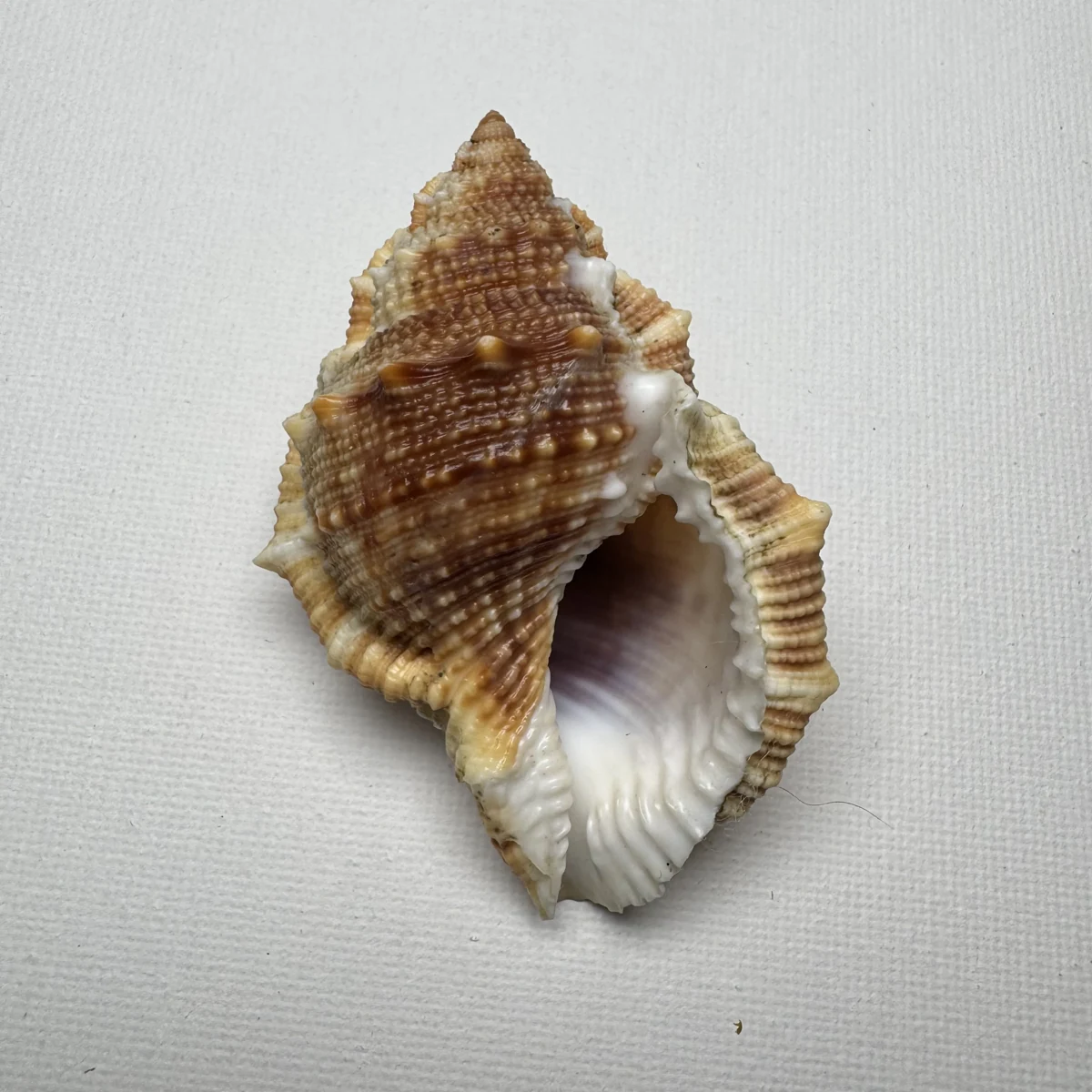Bufonaria perelegans 