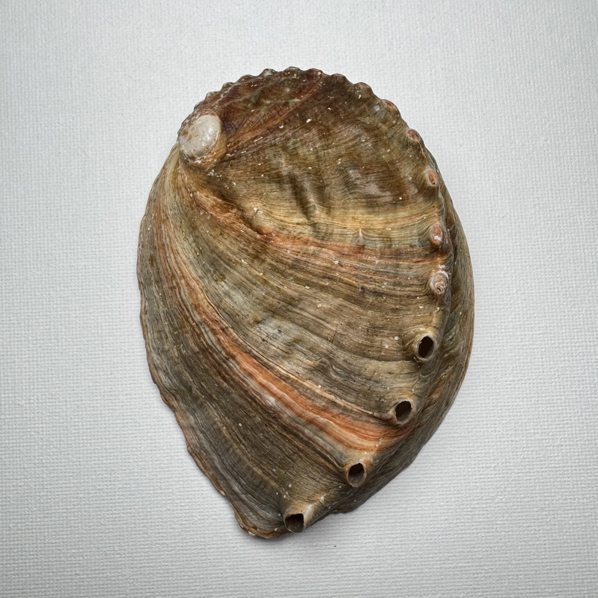 Haliotis discus