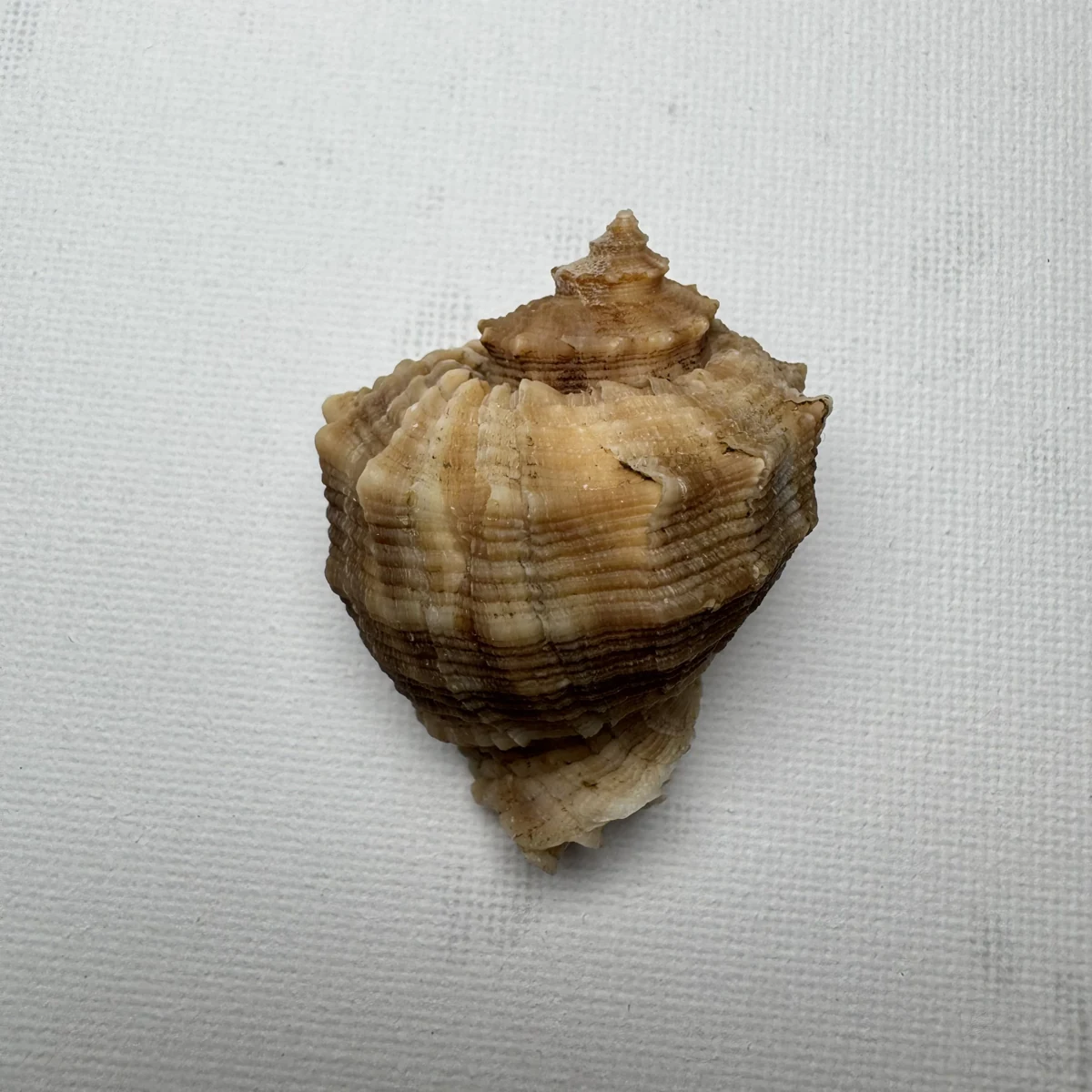 Rapana bezoar