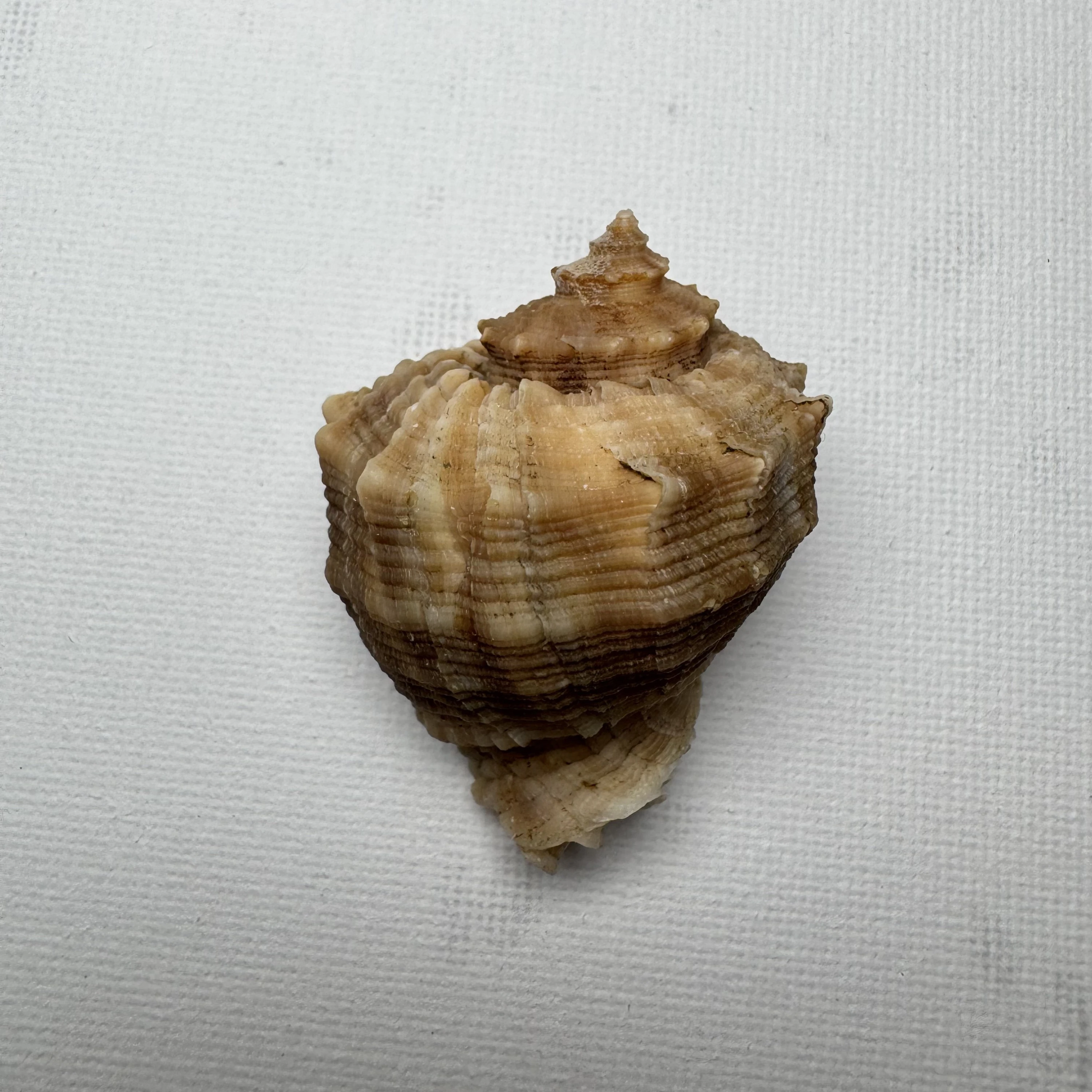 Rapana bezoar