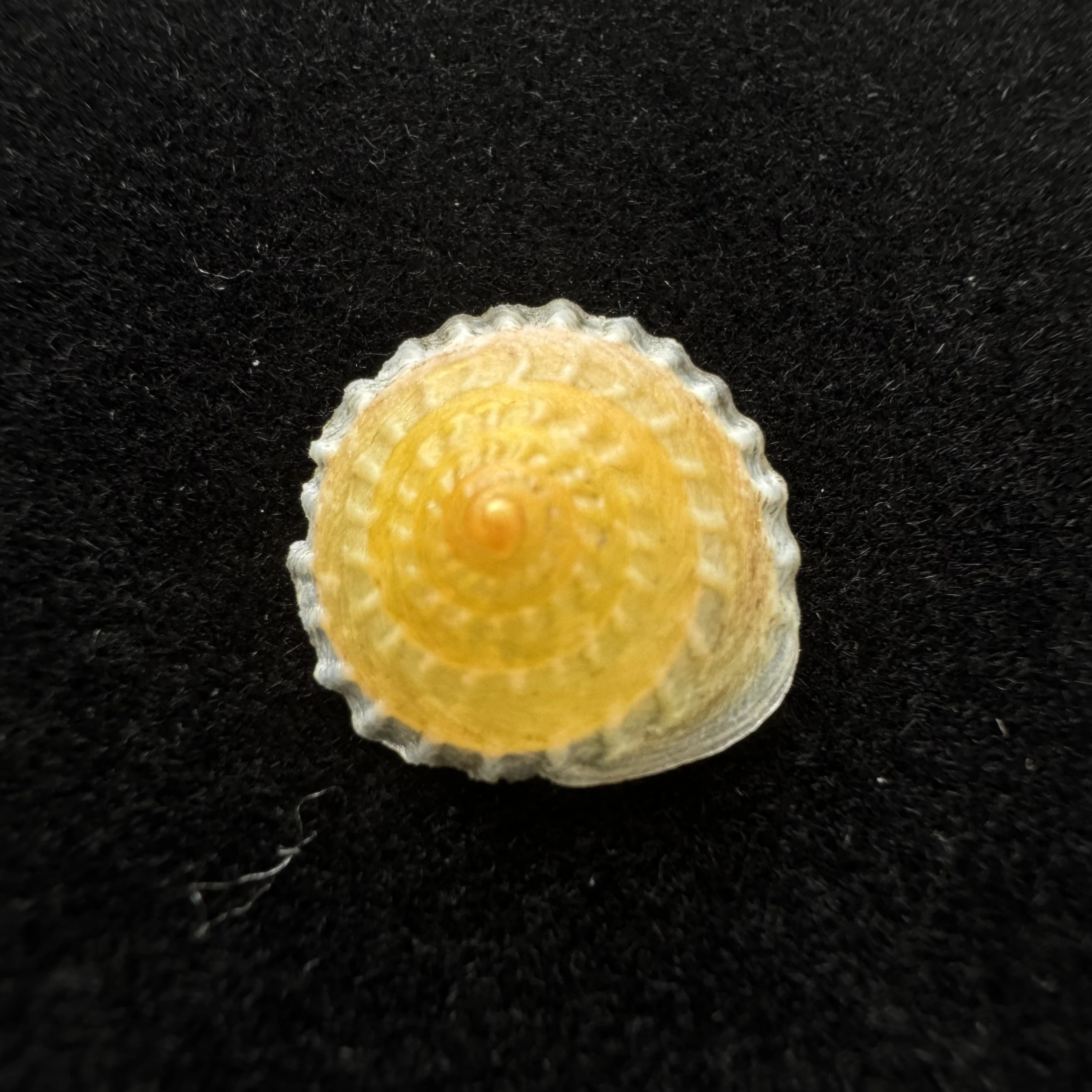 Latin:Geotrochatella martensi