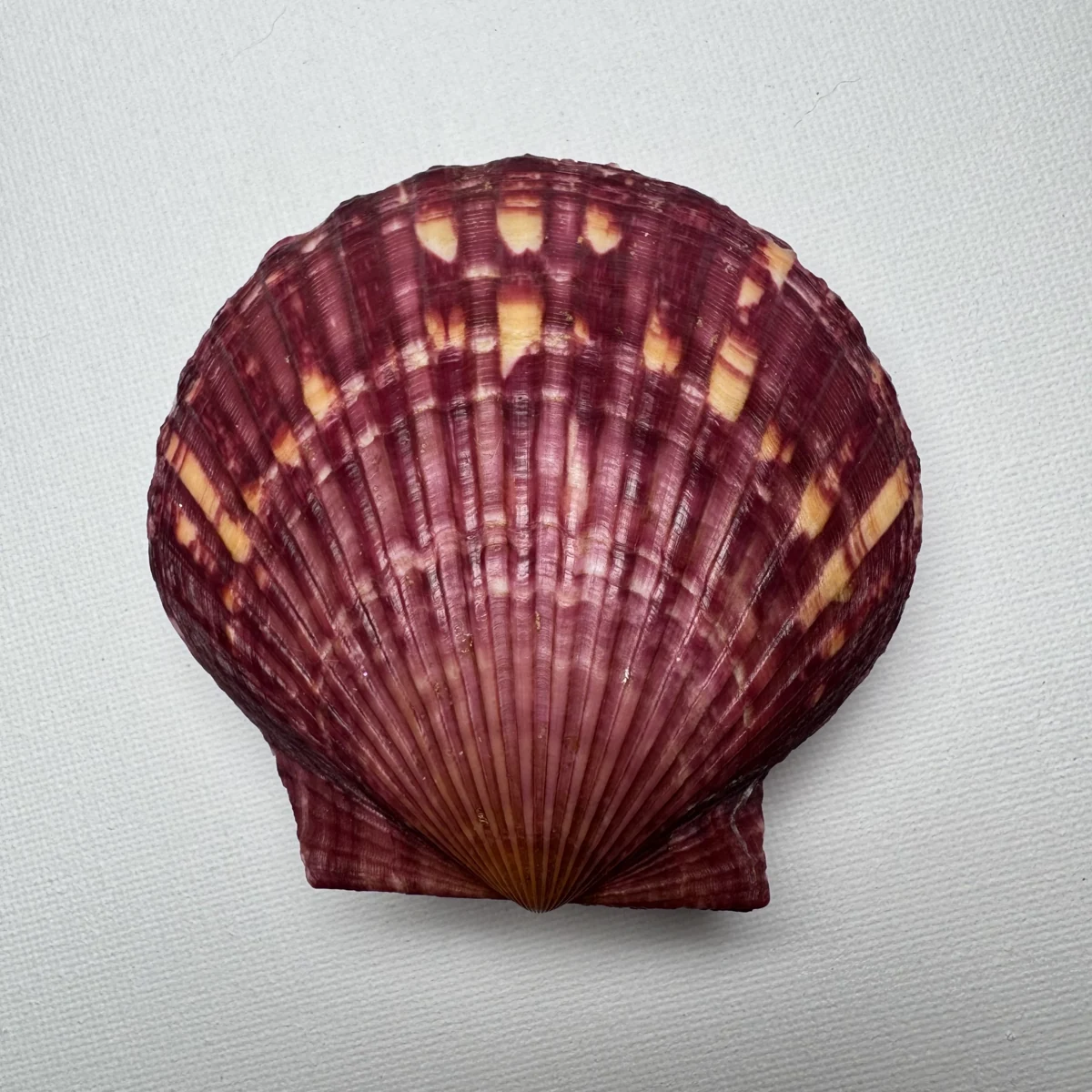 Argopecten irradians