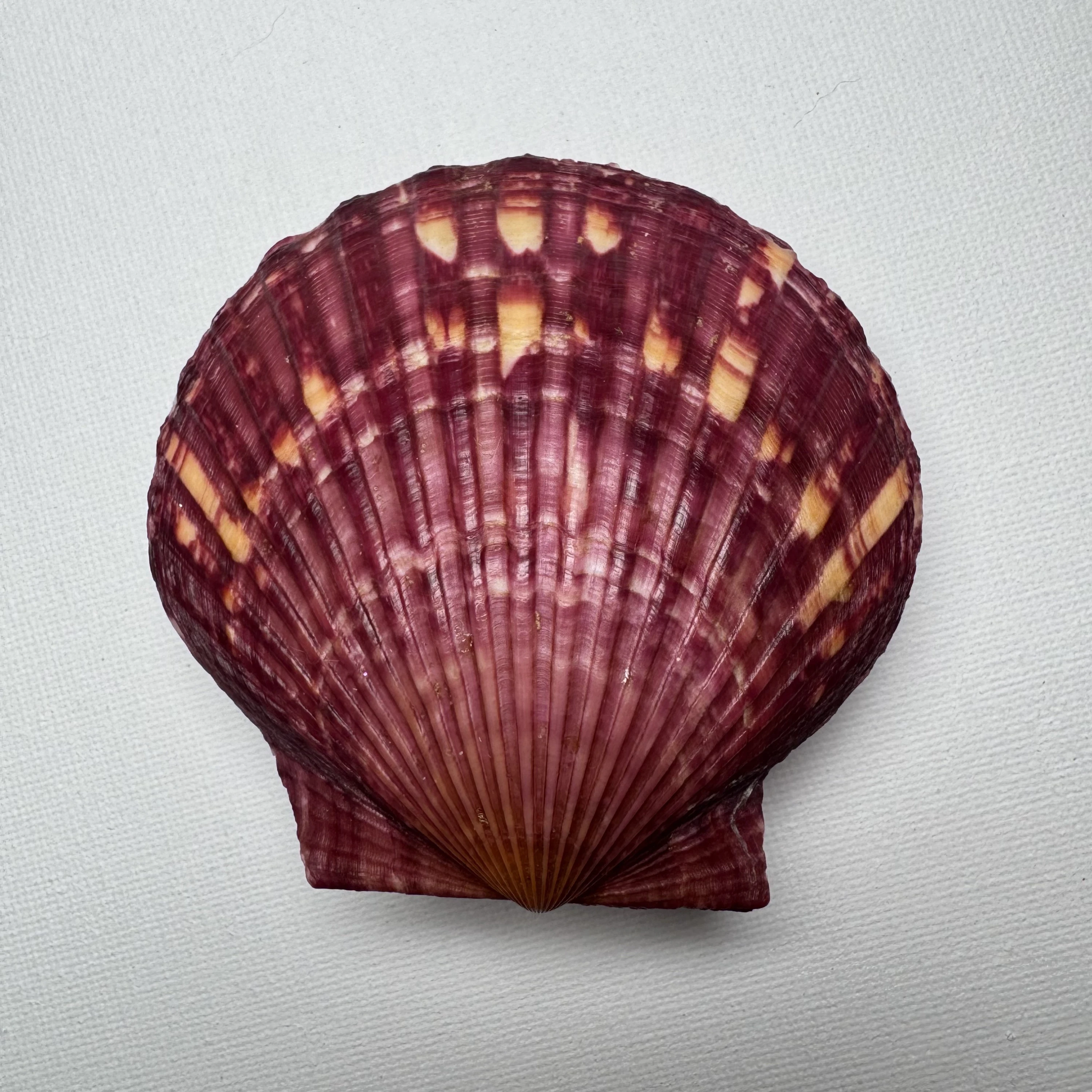 Argopecten irradians