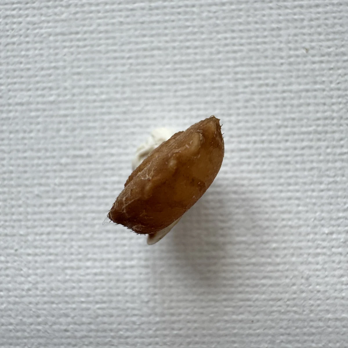 Moellendorffia kuguaheshang 