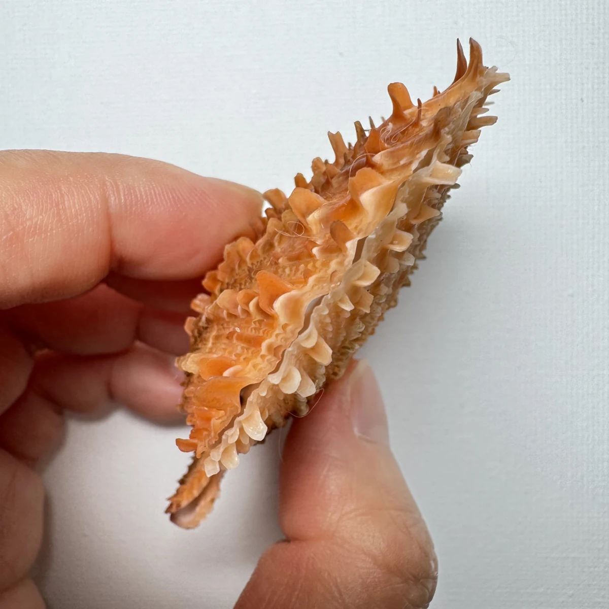 Scaeochlamys farreri