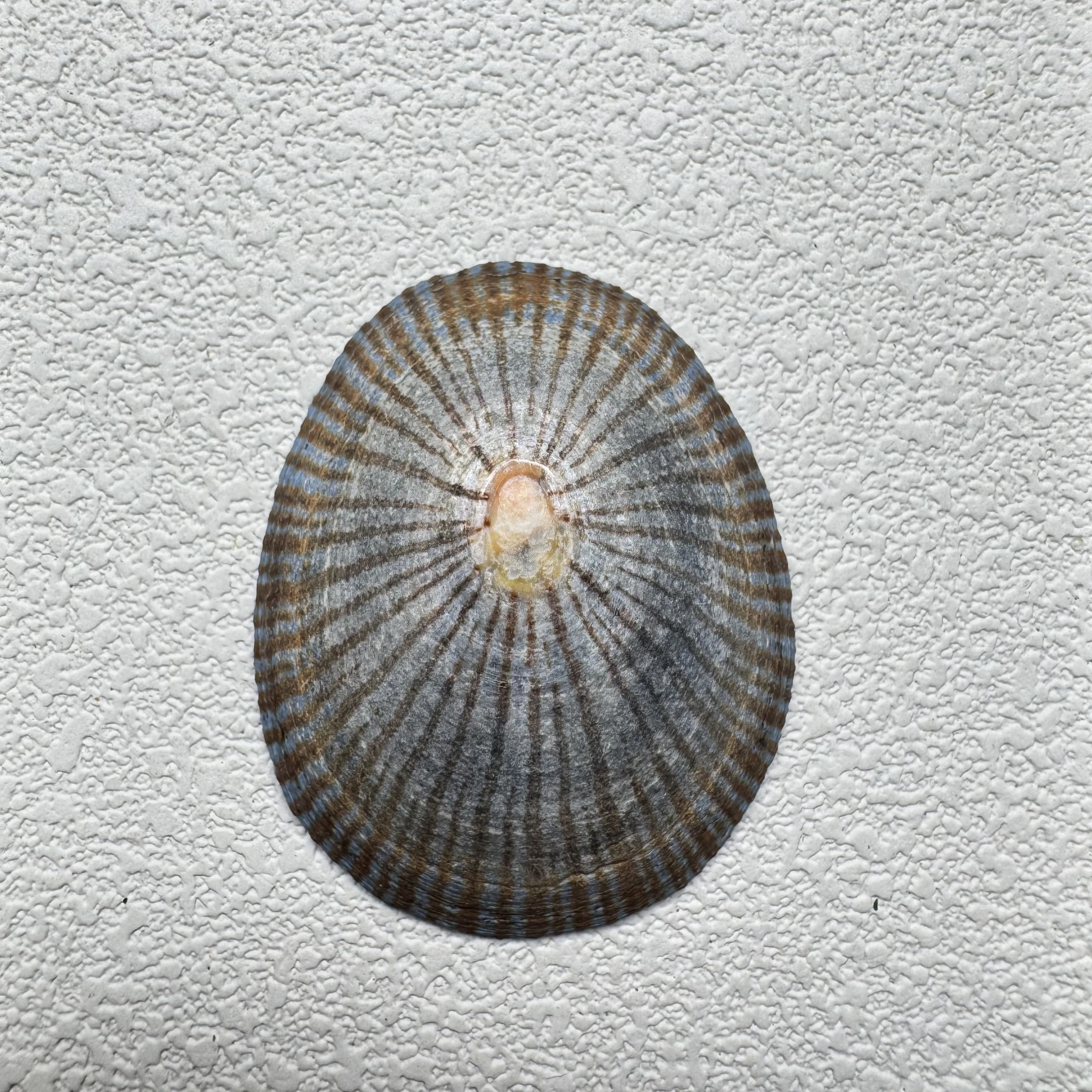 Cellana nigrolineata