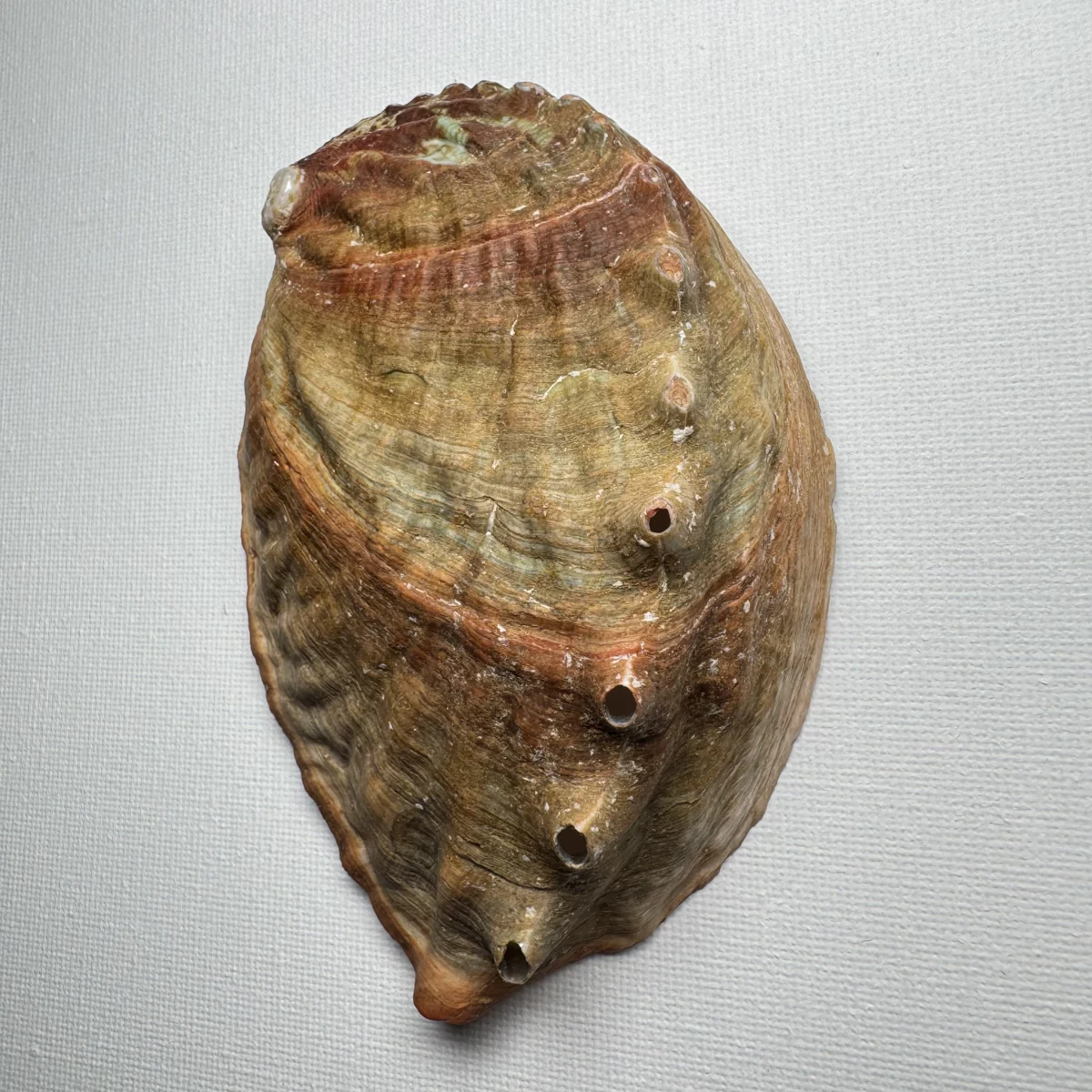Haliotis discus