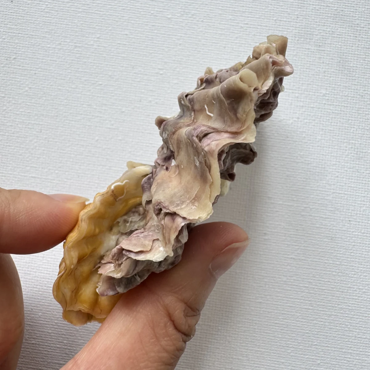 Alectryonella plicatula .+Dendostrea folium（yellow）