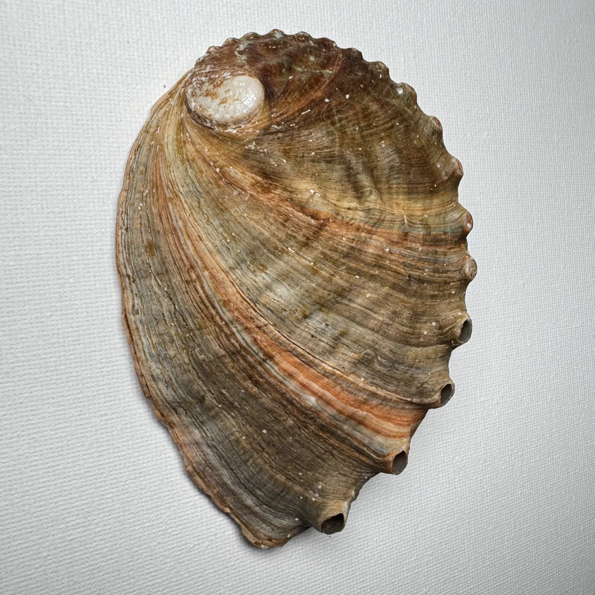 Haliotis discus
