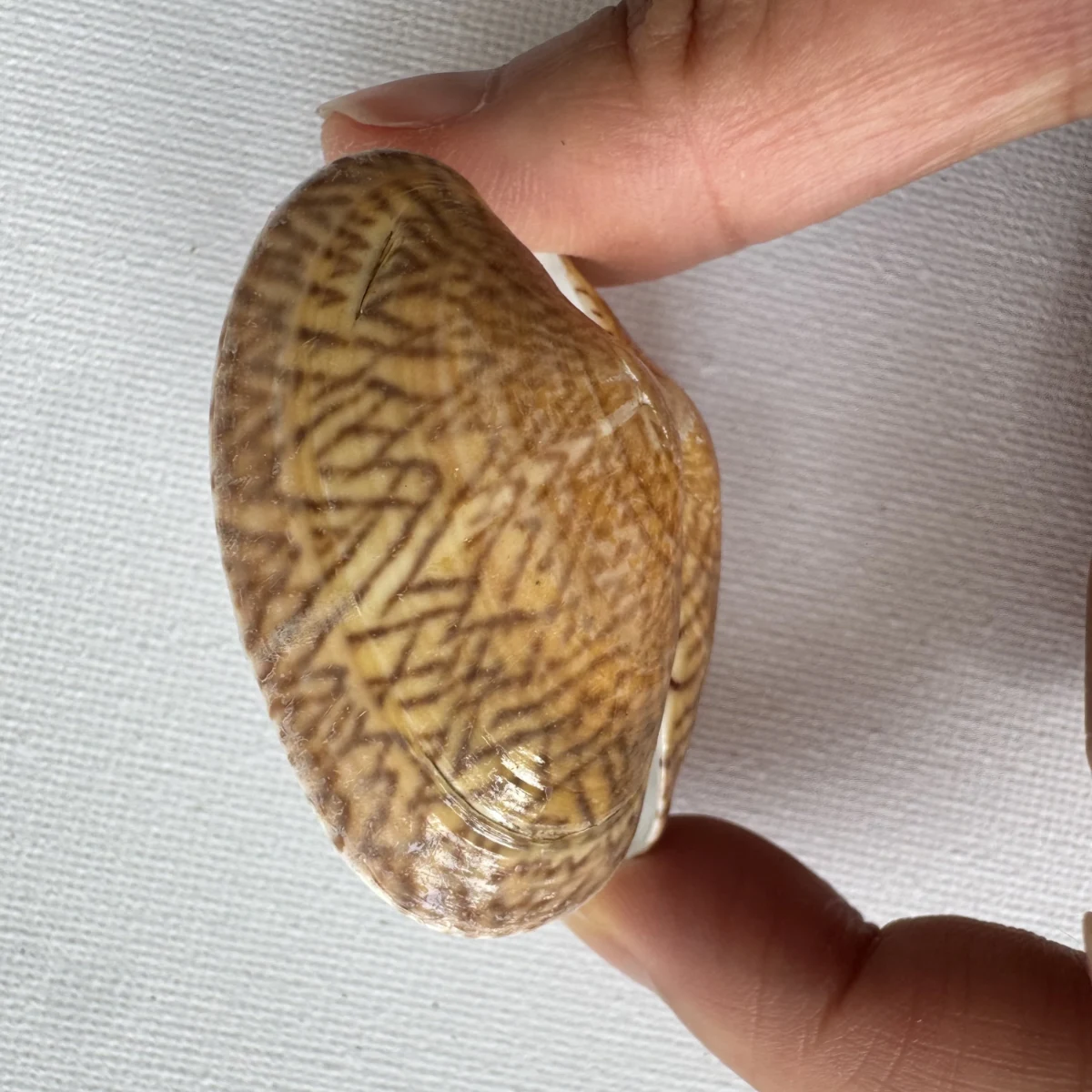  Paphia undulata