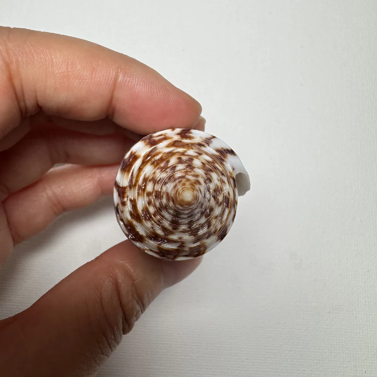 Conus australis