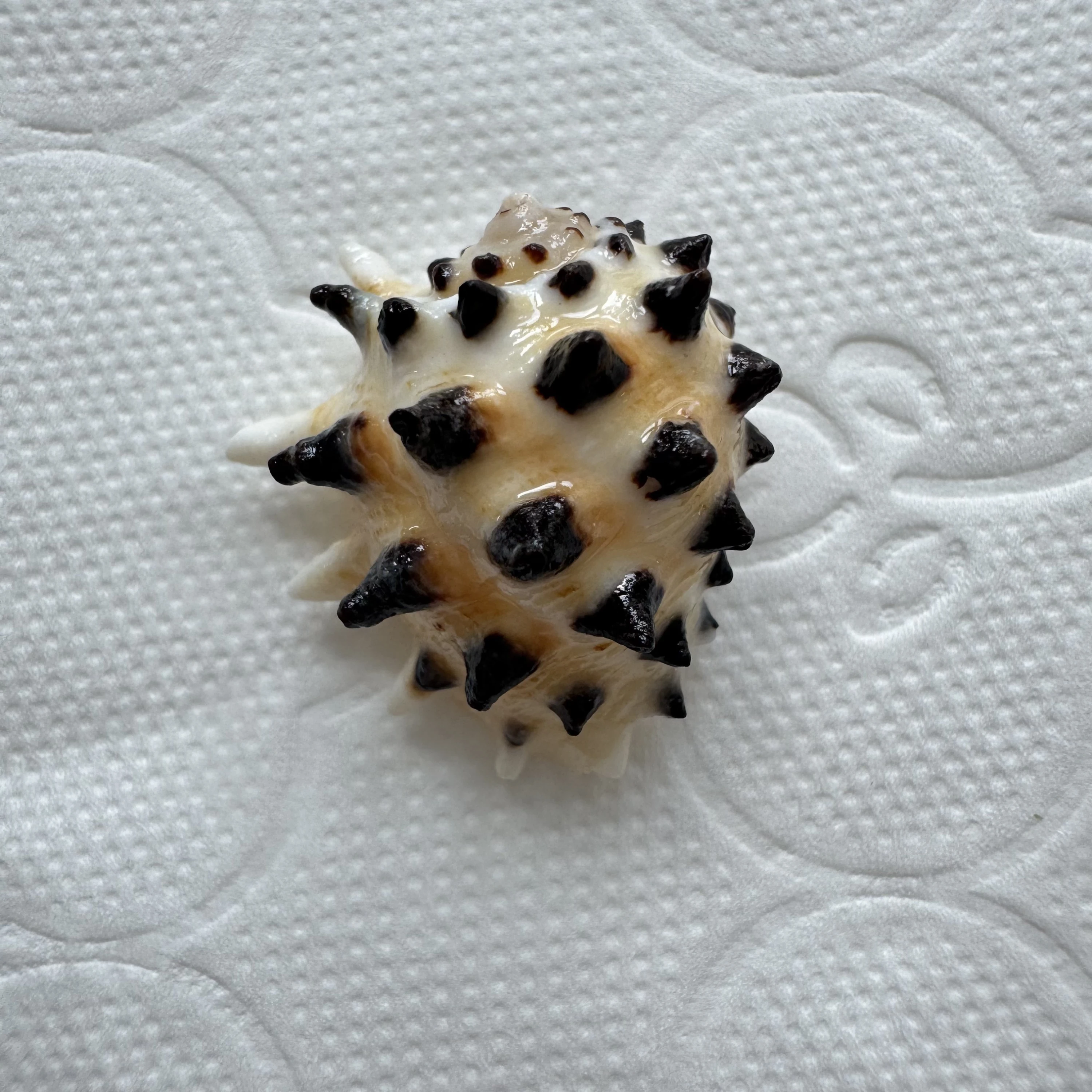 Drupa ricinus