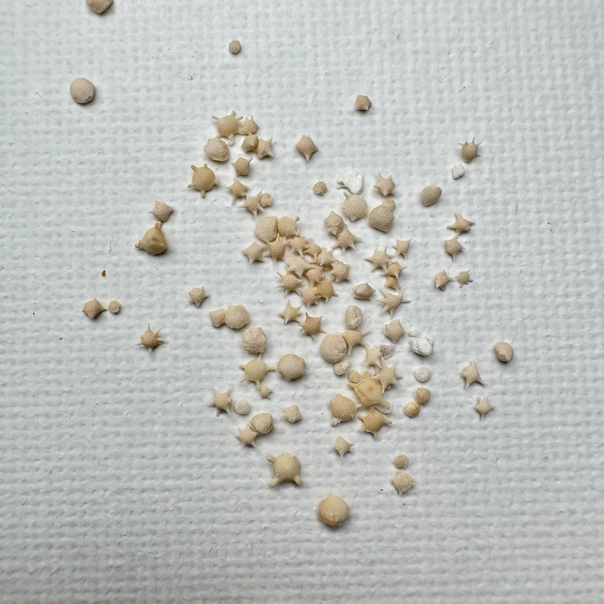 Foraminifera "star sand"