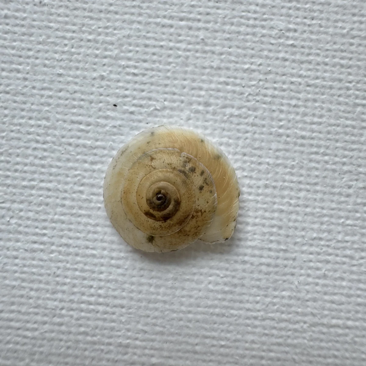 Bradybaena strictotaenia