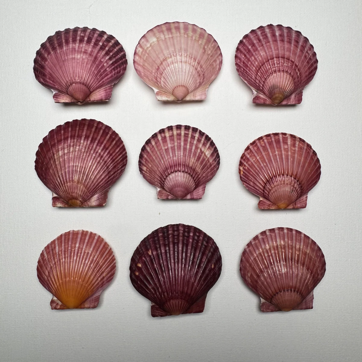 Argopecten irradians