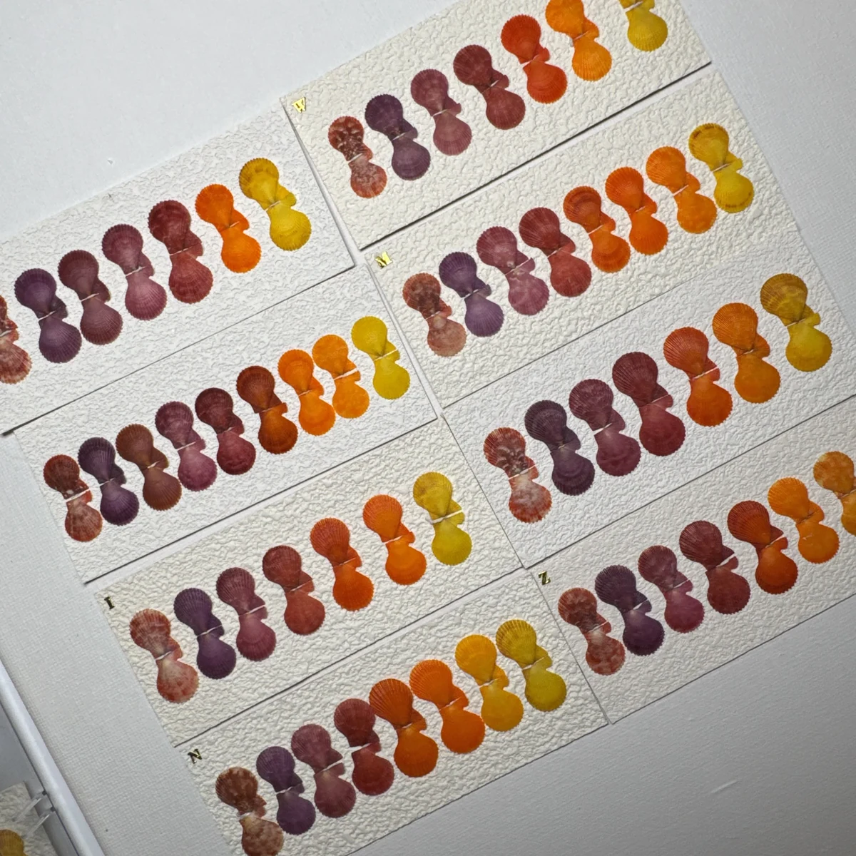 Mimachlamys crassicostata COLOR SET