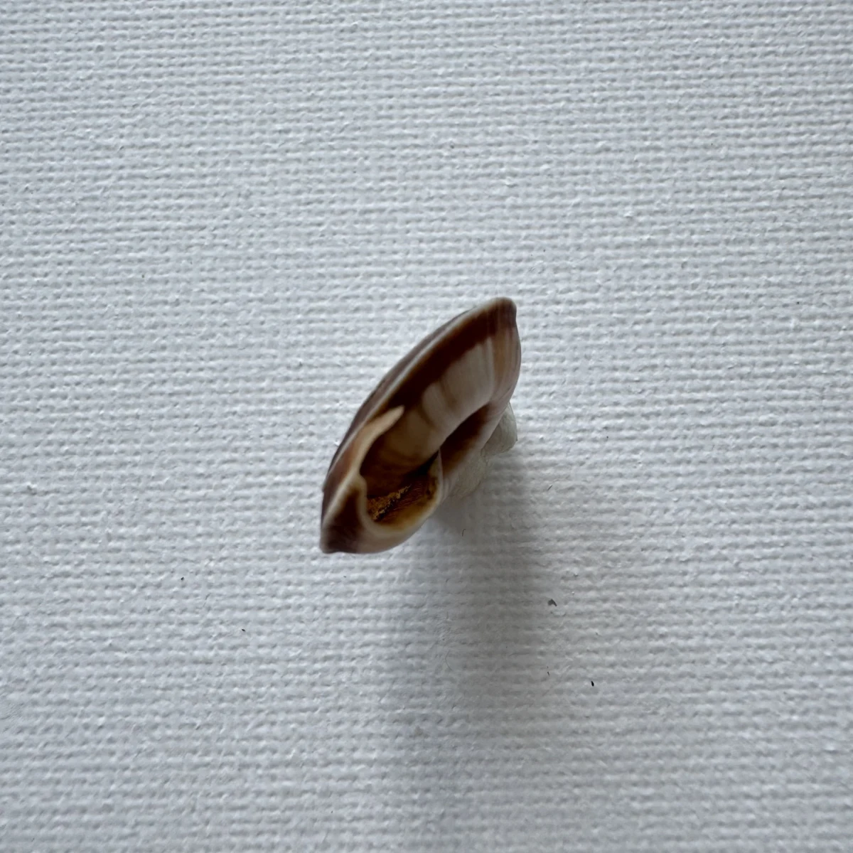 Laeocathaica carinalis