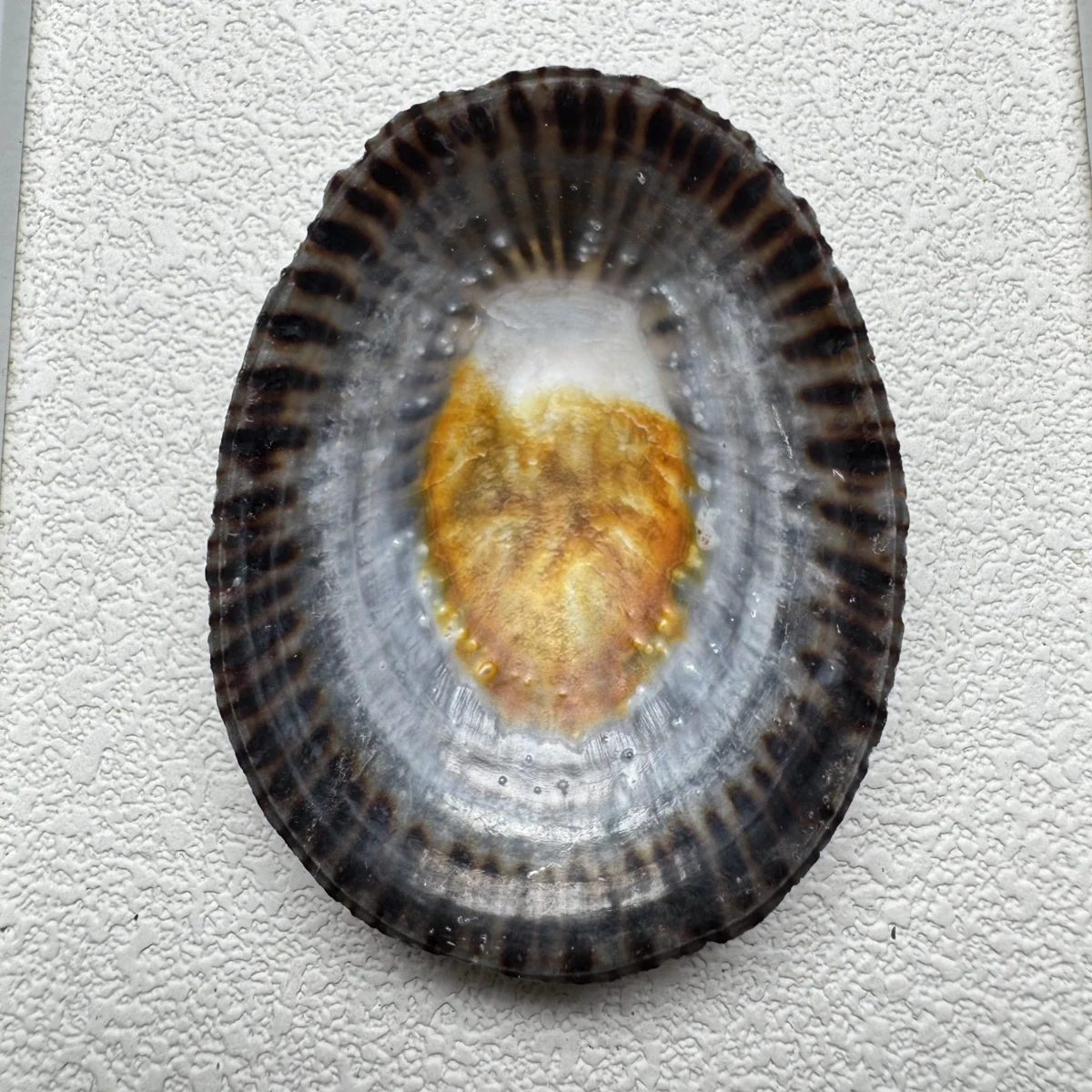 Cellana nigrolineata