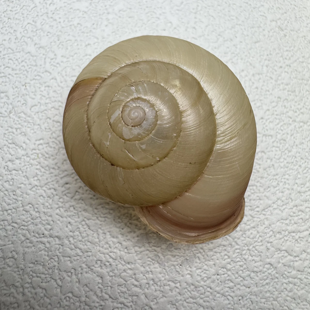 Euhadra amaliae