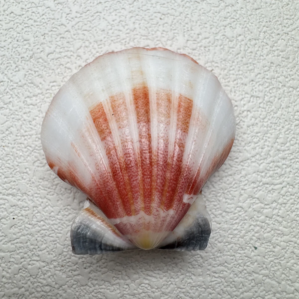 Bractechlamys vexillum