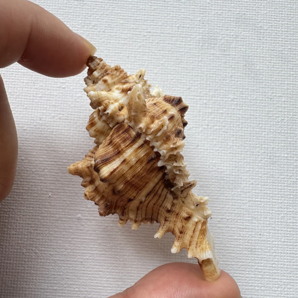 Chicoreus asianus