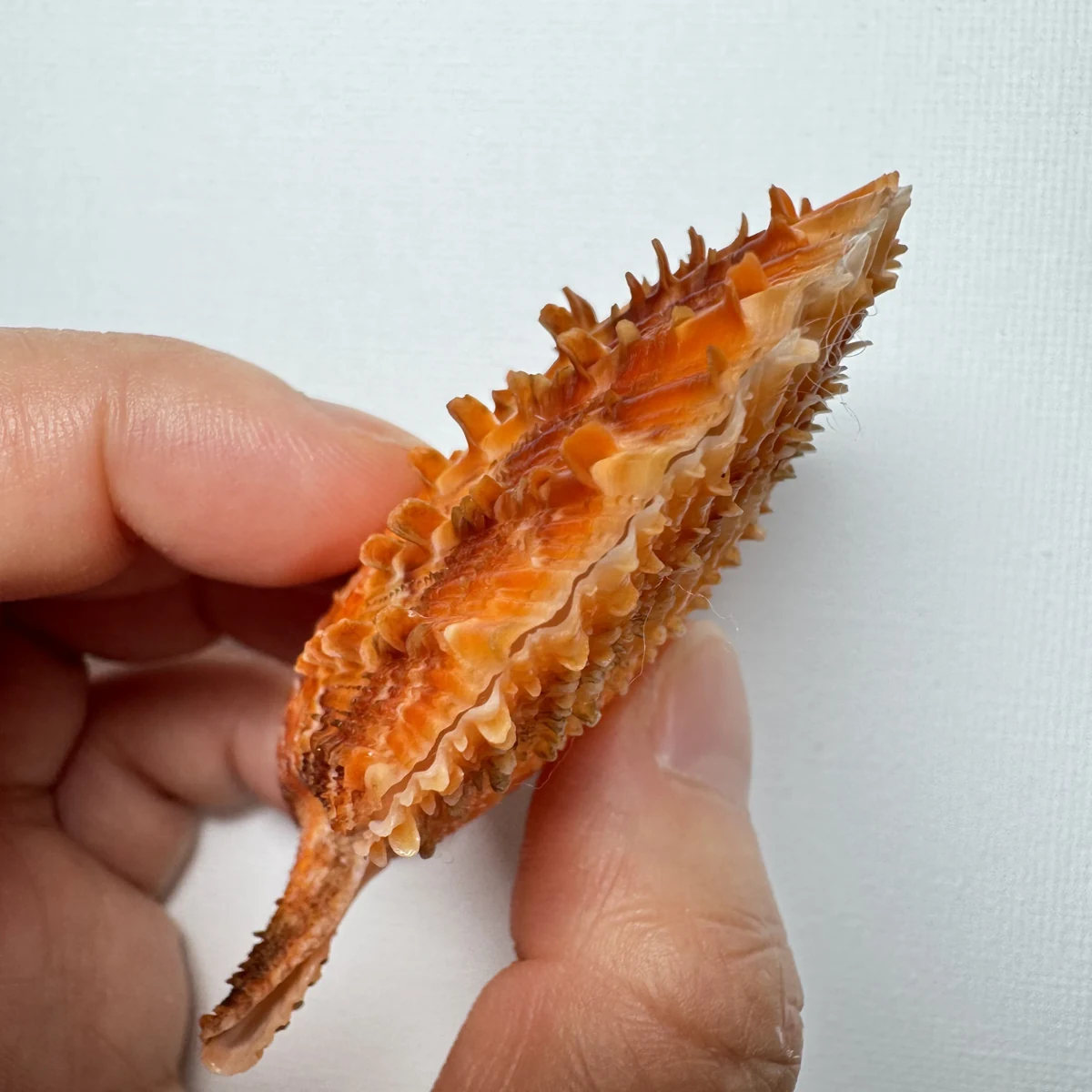Scaeochlamys farreri