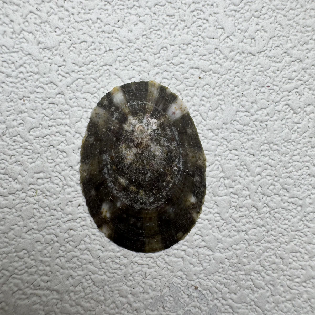 Cellana radiata enneagona