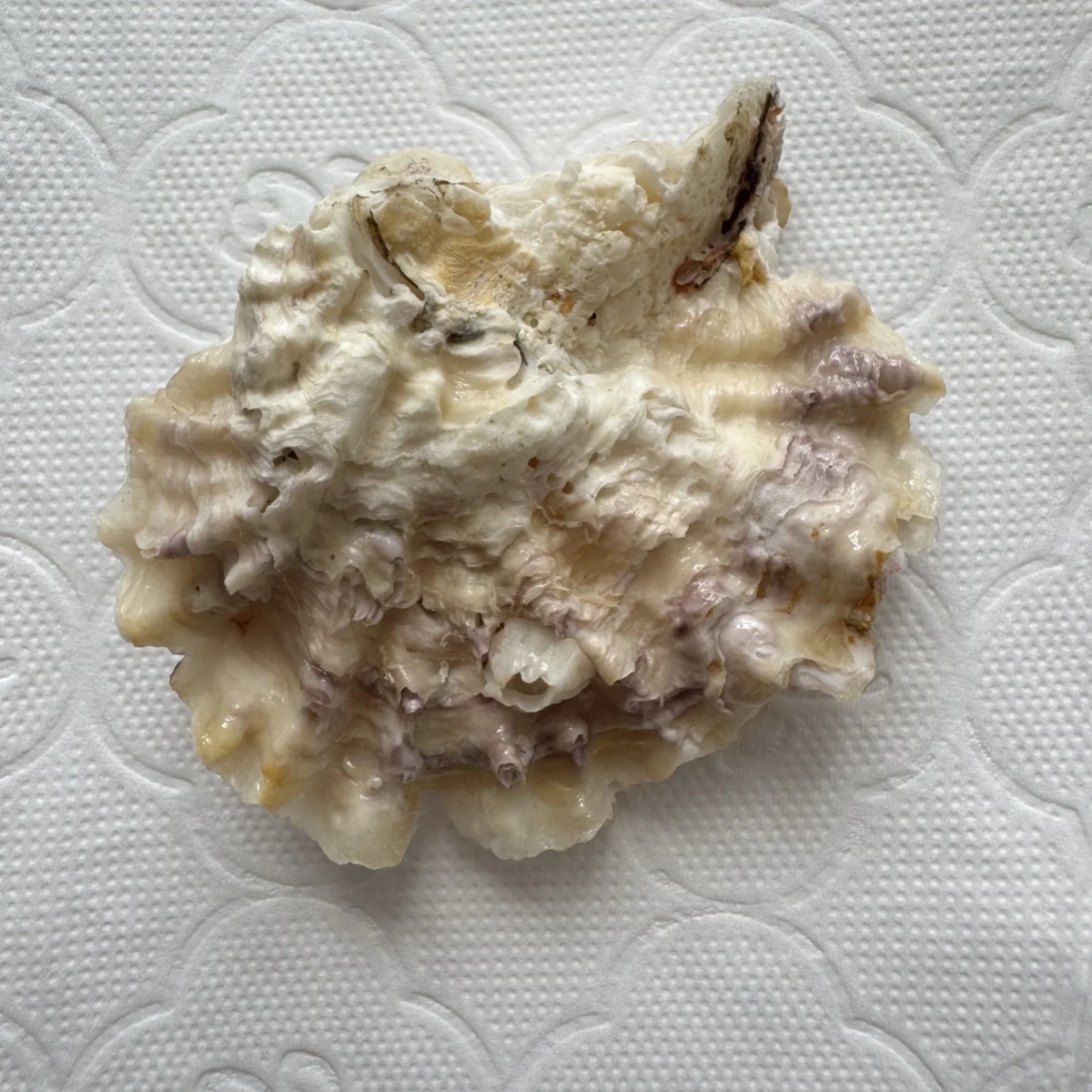 Alectryonella plicatula 