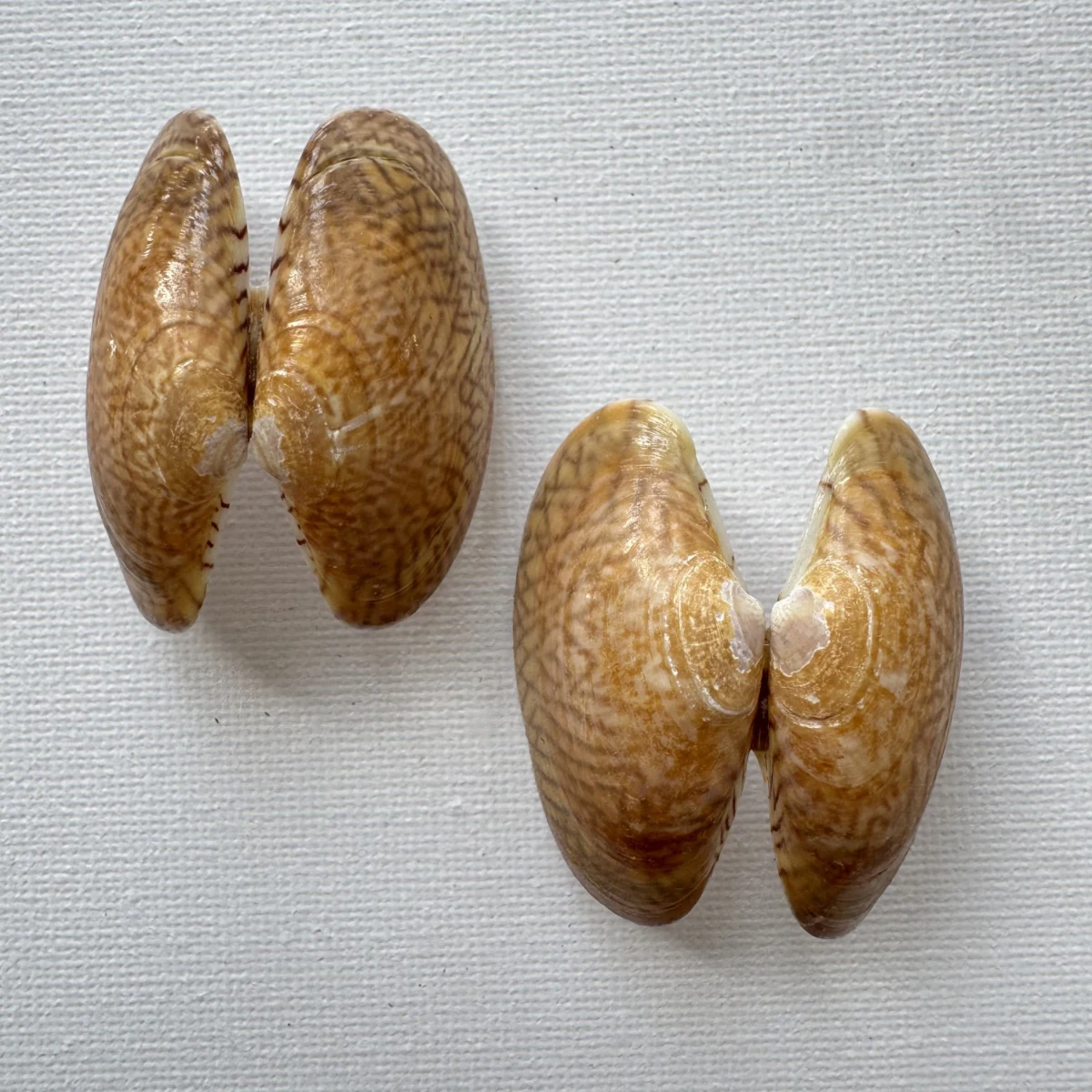  Paphia undulata