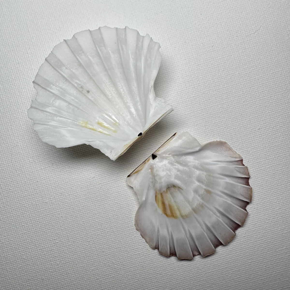 Pecten albicans